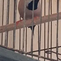 فروش دو جفت فنچ گلدین و کرواتی