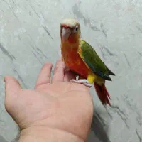 گرینچیک نر باتست قرمز