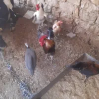 تعدادی غاز و خروس و مرغ شاخدار