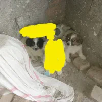 معاوضه سگ پا کوتاه با مرغ طبیعی