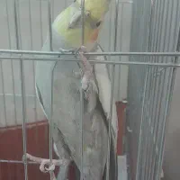 عروس هلندی
