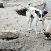 این ماده سگ گمشده|حیوانات|بجنورد, |دیوار