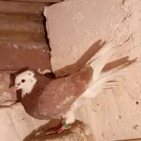 کبوتر‌نر‌‌درشت|پرنده|ابهر, |دیوار