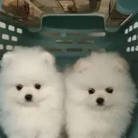 سگ پامرانین|سگ|مشهد, احمدآباد|دیوار