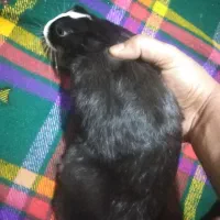 خرگوش ماده