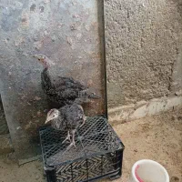 بوقلمون  برنز آمریکایی و محلی ۳ماهه