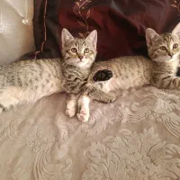 ۲ ماهه جفت ماده  واگذاری  کسی که می‌تونه هزینه کنه