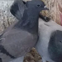 سه تا دمگیر فیروزه ای