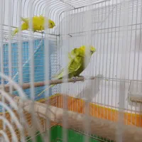 مرغ عشق پروانه کار داده