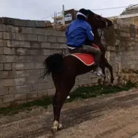 خریدار انواع اسب