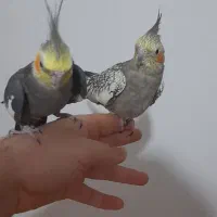 جفت عروس هلندی و تخم نطفه دار