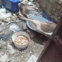 یک جفت قاز اکراینی کله ماری اصل