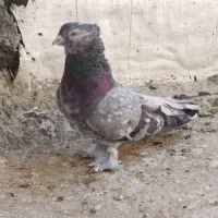 کبوتر بهبانی|پرنده|شیراز, شهرک مطهری|دیوار