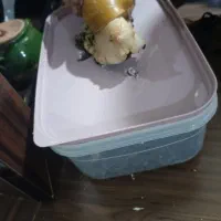 حلزون فروشی