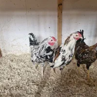 نیمچه و مولد های ویژه|حیوانات مزرعه|قم, بوستان جوان|دیوار