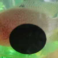 ماهی تگزاس قرمز یا فلاور گلدن