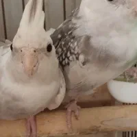 عروس هلندی ایزابلا سهره قناری .طوطی برزیلی