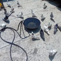 کبوتر
