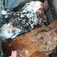 تخم‌مرغ گلین نطفه‌دار