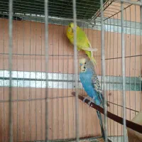 مرغ عشق مولد|پرنده|شهرکرد, |دیوار