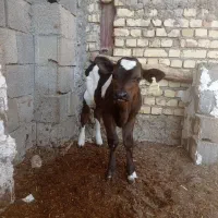 گوساله نر شیری ۲۵روزه|حیوانات مزرعه|خمینی‌شهر, |دیوار