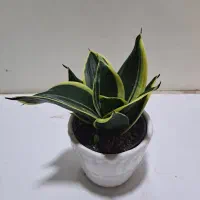 سانس بلک گلد بسیار با کیفیت