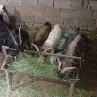 بزغاله|حیوانات مزرعه|کاشان, الغدیر|دیوار