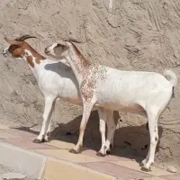 دوعدد بز سومال هیکلی دوقلوزا|حیوانات مزرعه|بندرعباس, |دیوار