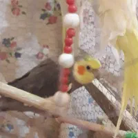 ۳  عروس نر بالغ رنگ زردوخاکستری بفروش میرسی