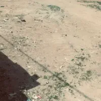 زمین-باغی