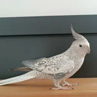 عروس هلندی|پرنده|دیواندره, |دیوار