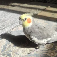 عروس هلندی گم شده|حیوانات|قم, پردیسان|دیوار