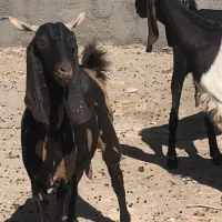 ۱۰راس بز پاکستانی ابستن سنگین(بره میش‌گ‌سفند)|حیوانات مزرعه|قم, آرامستان بهشت معصومه|دیوار