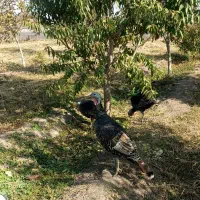 سه عدد بوقلمون   یک ساله