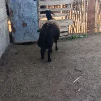 1راس میش کردستانی قوچ خورده اتوبوسی|حیوانات مزرعه|سیمین شهر, |دیوار