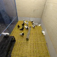 طوقی همه مدل و قفس کبوتر با لوازم