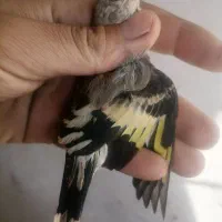 4 عدد جوجه سهره نر سبیل زده