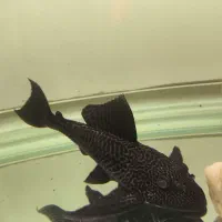 کت اسپرت|ماهی|اهواز, سلطانمنش|دیوار