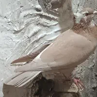 زرد ماده|پرنده|فردوس (خراسان), |دیوار