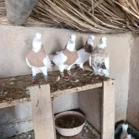 طوقی کبوتر|پرنده|شوشتر, |دیوار