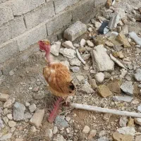 مرغ محلی در فیروزاباد|حیوانات مزرعه|فیروزآباد (فارس), |دیوار