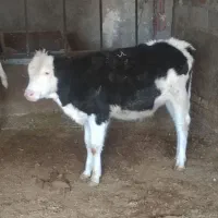 گوساله قطع شیر