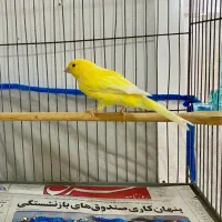 فروش قناری نر لیمویی جوان خوش استیل