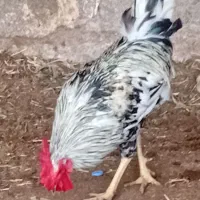 خروس محلی ونیمچه خروس|حیوانات مزرعه|آبادان, |دیوار