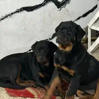 دوعدد توله سگ رتوایلر اصیل