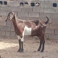 بز دورگ پاکستانی قلم دار هیکل درشت
