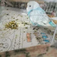 مرغ عشق|پرنده|خواف, |دیوار