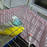 طوطی برزیلی دستی|پرنده|پاکدشت, پاکدشت (مامازند)|دیوار