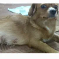 سگ شیوابا سالم وزیبا.قیمت۶میلیون همراه با.باکس