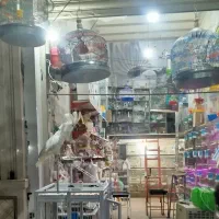 کاکادو خورشیدی قناری